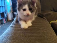 BKH Main Coon Mix Kitten Abgabebereit