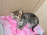 Bengal-Maine Coon Kitten