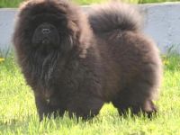 Fabelhaftes 5,5 Monate altes schwarzes Chow-Chow Mädchen.