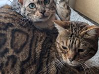 2 Bengalmädchen (Geschwister) abzugeben