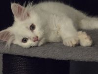 Maine coonis suchen ein neues Zuhause