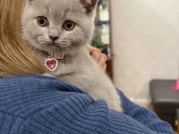 Britisch Kurzhaar Kitten (weiblich, lilac) – Abgabe ab dem 21.05.