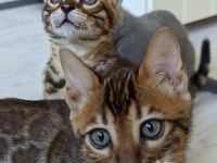 Abgabebereit! Letzter Bengal Kitten des Wurfs -reinrassig von offiziellen Züchter