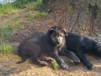 Einzigartige Goldendoodel/Hütehund × griechischer Hütehund/Bracke Welpen