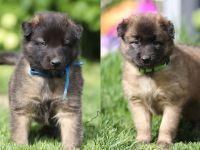 Tervueren Belgischer Schäferhund Welpe mit FCI-Dokumenten