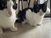 Zwei sehr süße junge Kater suchen ein liebevolles Zuhause