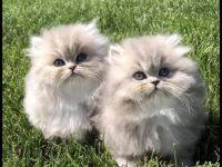 Traumhaftschöne Langhaar Kitten