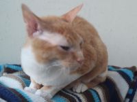 Sphynx Katers Jungtiere Donsphynx ab sofort