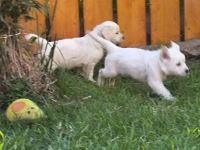 Golden Retriever Welpen in liebevolle Hände abzugeben