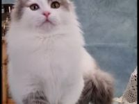 Reinrassiger Munchkin Kater super süß 1 Jahr jung Katze/Kitten