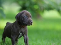 Wunderschöne Deutsch Kurzhaar x Weimaraner Hybrid Welpen aus genehmigter Zucht