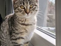 Bkh (5monate) weiblich