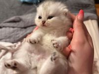 BKH KITTEN 4 Mädchen noch frei