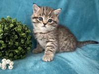 BKH Kitten zum Verlieben Junge