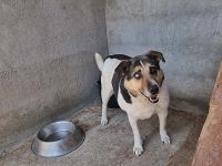 Leo 3, sucht einen Gnadenplatz