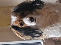 Kooikerhondje-Wurf ,Abgabe Anfang August