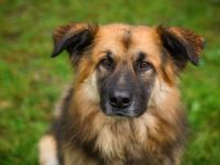 Neuanfang für den liebenswerten Joschi gesucht