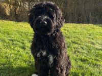 Portugiesischer Wasserhund Deckrüde