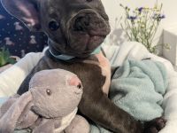Französische Bulldogwelpen
