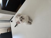 Bkh kitten fawn lilac