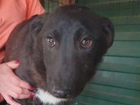 Urmel, lieber Rüde sucht ein geduldiges, einfühlsames Zuhause, 8 Monate, 36cm (wachsend)