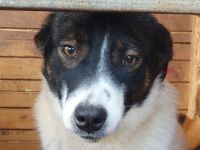 Bran, freundlicher Kerl, der ein bißchen Zeit braucht, 1 Jahr, 48 cm