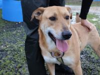 Hübscher Rüde Bernstein