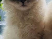 Perser mix  ( Bkh  )