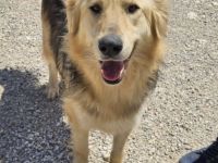 Gulliver will auf Reisen