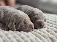 Labmaraner ( Labrador - Weimaraner ) Welpen