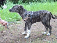 Xenia Mischling 5,5 Monate