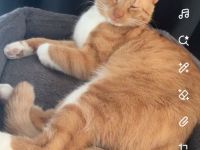 Kater zu verschenken