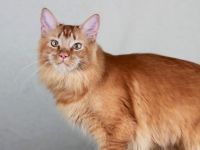 2 wunderschöne Maine Coon Damen (8M, kastriert) abzugeben