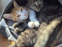 Zwei liebe Kater suchen ein neues Zuhause