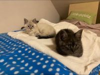 Zutrauliches Kitten, 10 Wochen