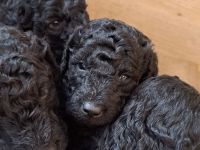 Von den Ruhrpottlöckchen