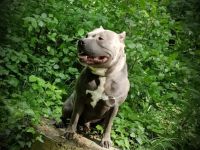 American Bully Deckrüde