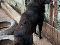 Karla wartet sehnsüchtig auf ihre Menschen für immer.