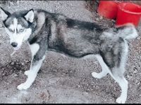 Kira Catea – Ein Herz voller Hoffnung