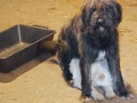 Lino braucht dringend deine Hilfe!