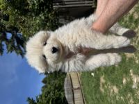 Samojdenwelpen aus TOP Zucht