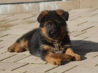 Verkaufe süße DSH Welpen