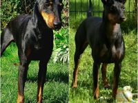 Manchester Terrier Welpen ,Reinrassig mit Papieren /Ahnentafel