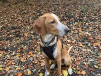 Gino sucht ein Zuhause für immer