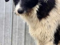 Butscher sucht sein Für-immer-Zuhause