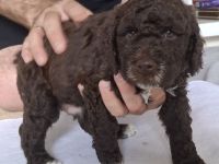 Lagotto Romanolo szczenięta