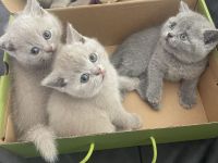 Bkh Kitten aus wunderschönem Wurf