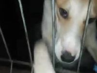 Schenkst du Levina ein liebevolles Zuhause für immer?