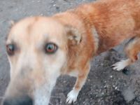 Lilo sucht ein Zuhause