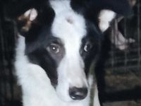 Wer schenkt Lio-Lee ein Zuhause?